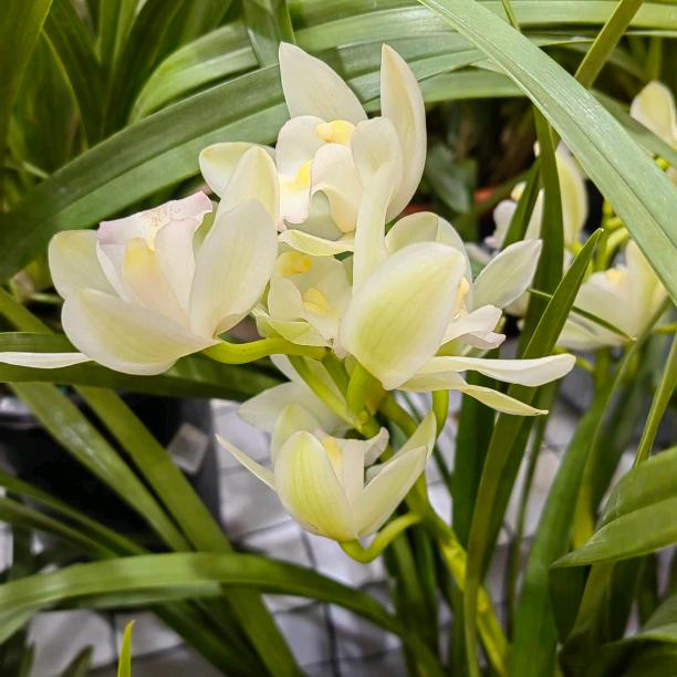 余🌹生💞💞💞