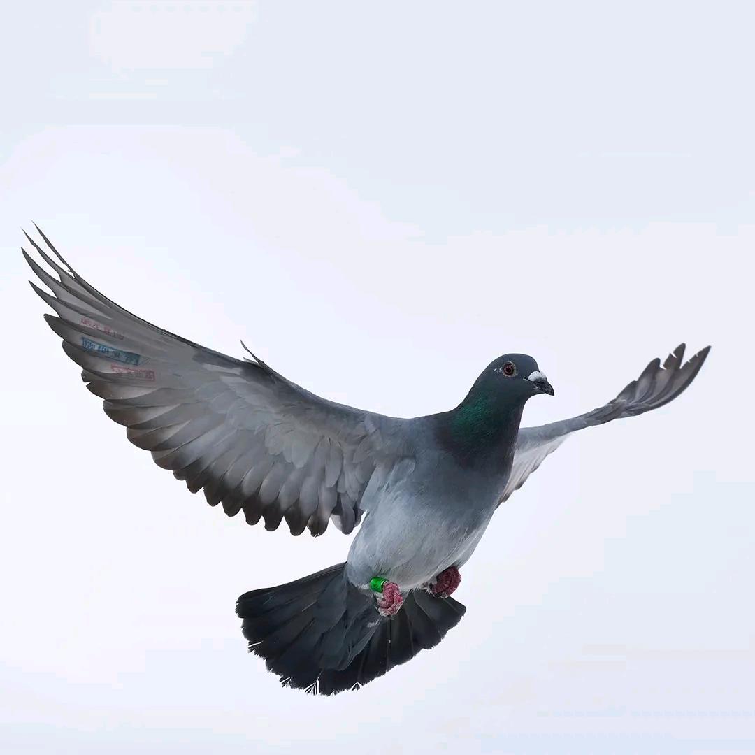 佰万赛鸽🕊