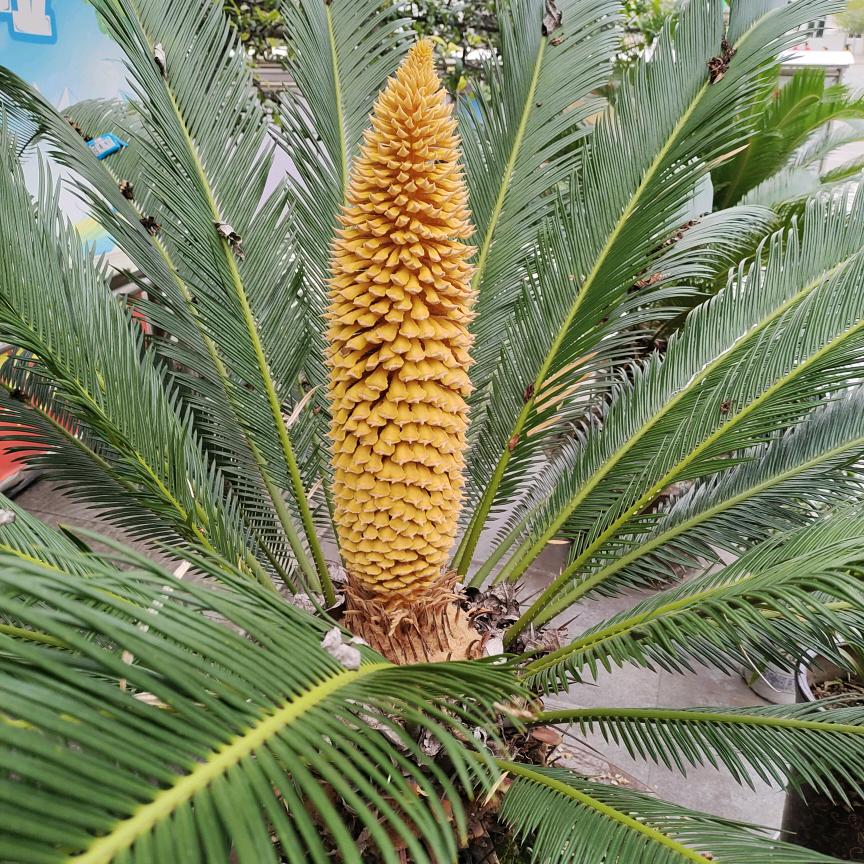 老猫