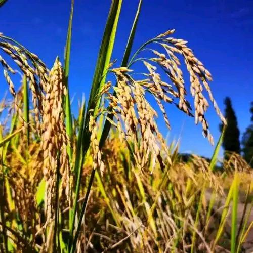 田埂上的农掌柜