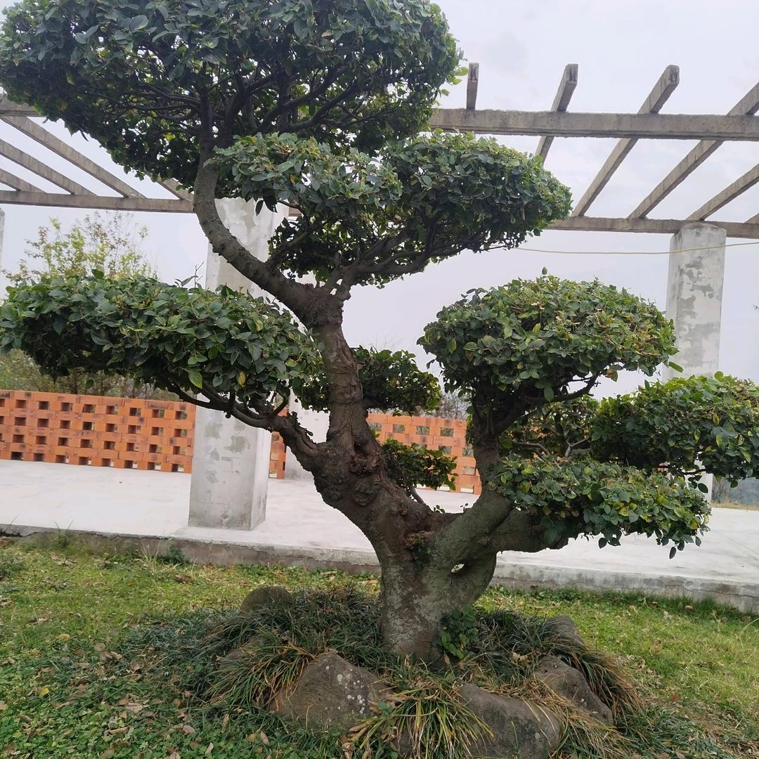 悠悠牧羊人