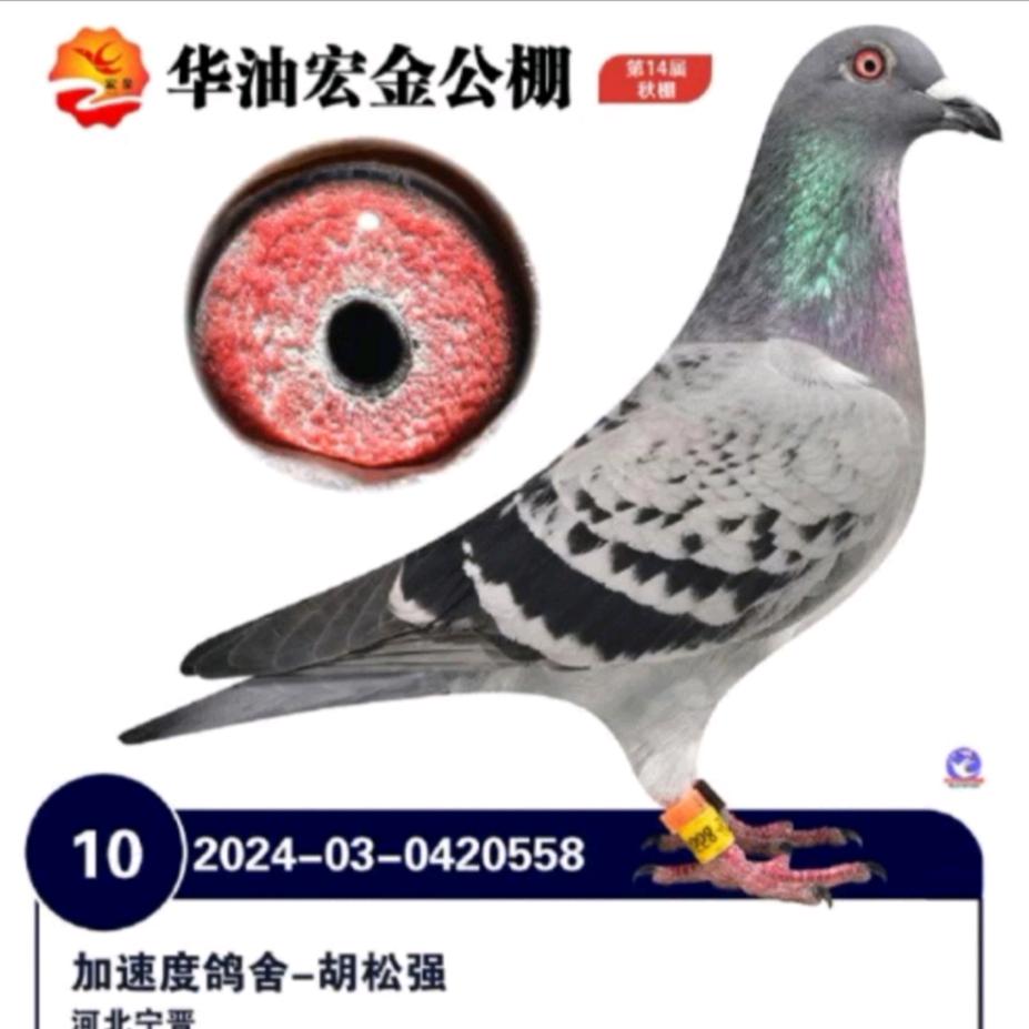 加速度鸽业