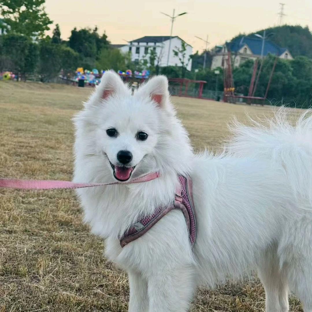 志黎-毛笔批发商