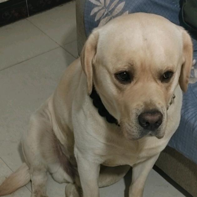 头上抹点开塞露聪明才智挡不住