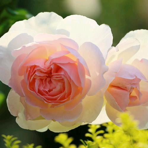 花开富贵 *:ஐ٩(๑´ᵕ`)۶ஐ:*