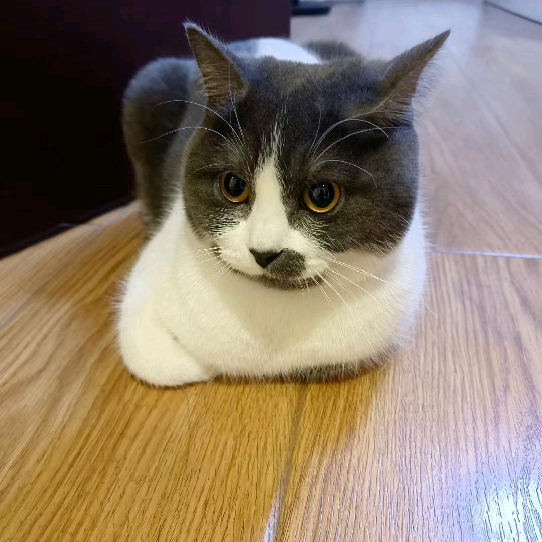 A鲤财猫💰💰💰🧧🧧