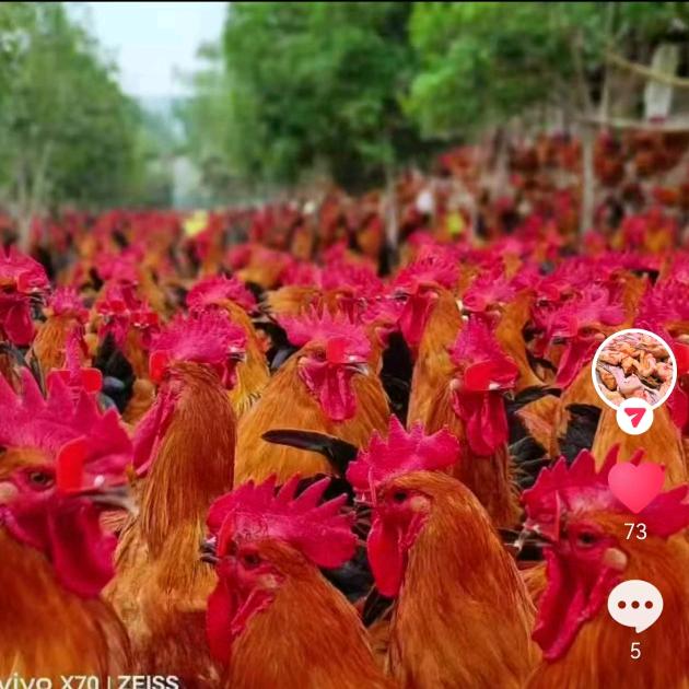 牧乡农场