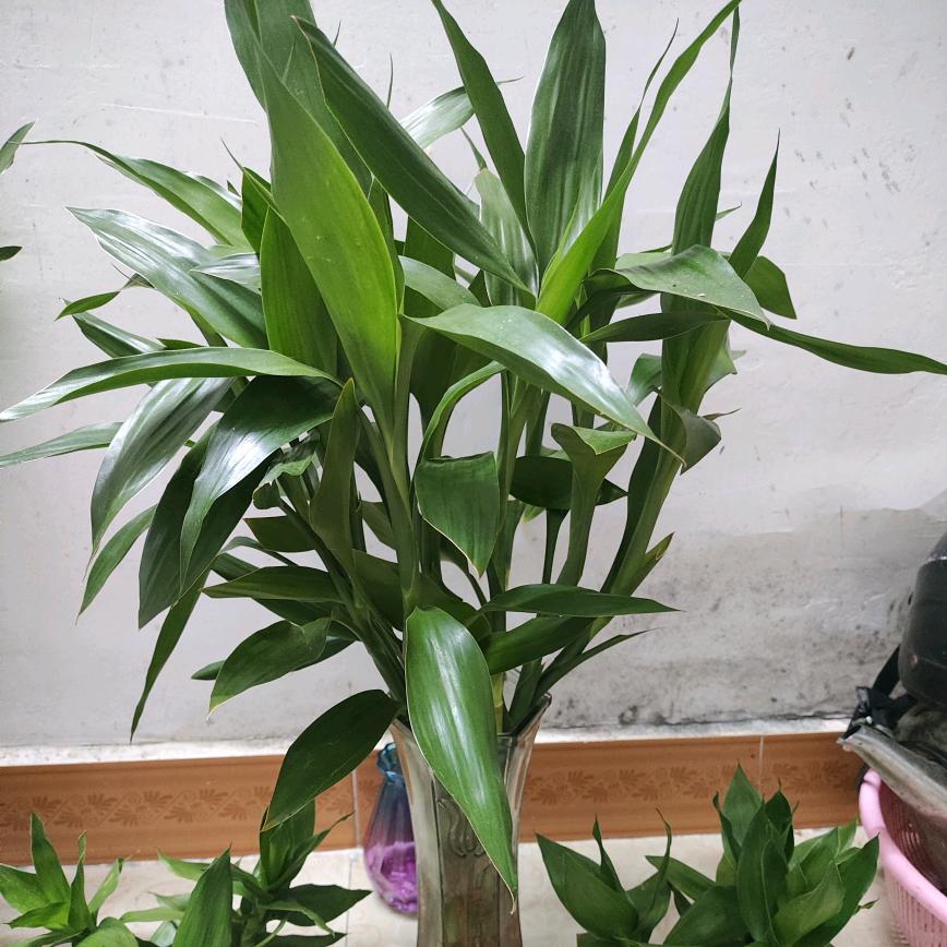 华燕如初