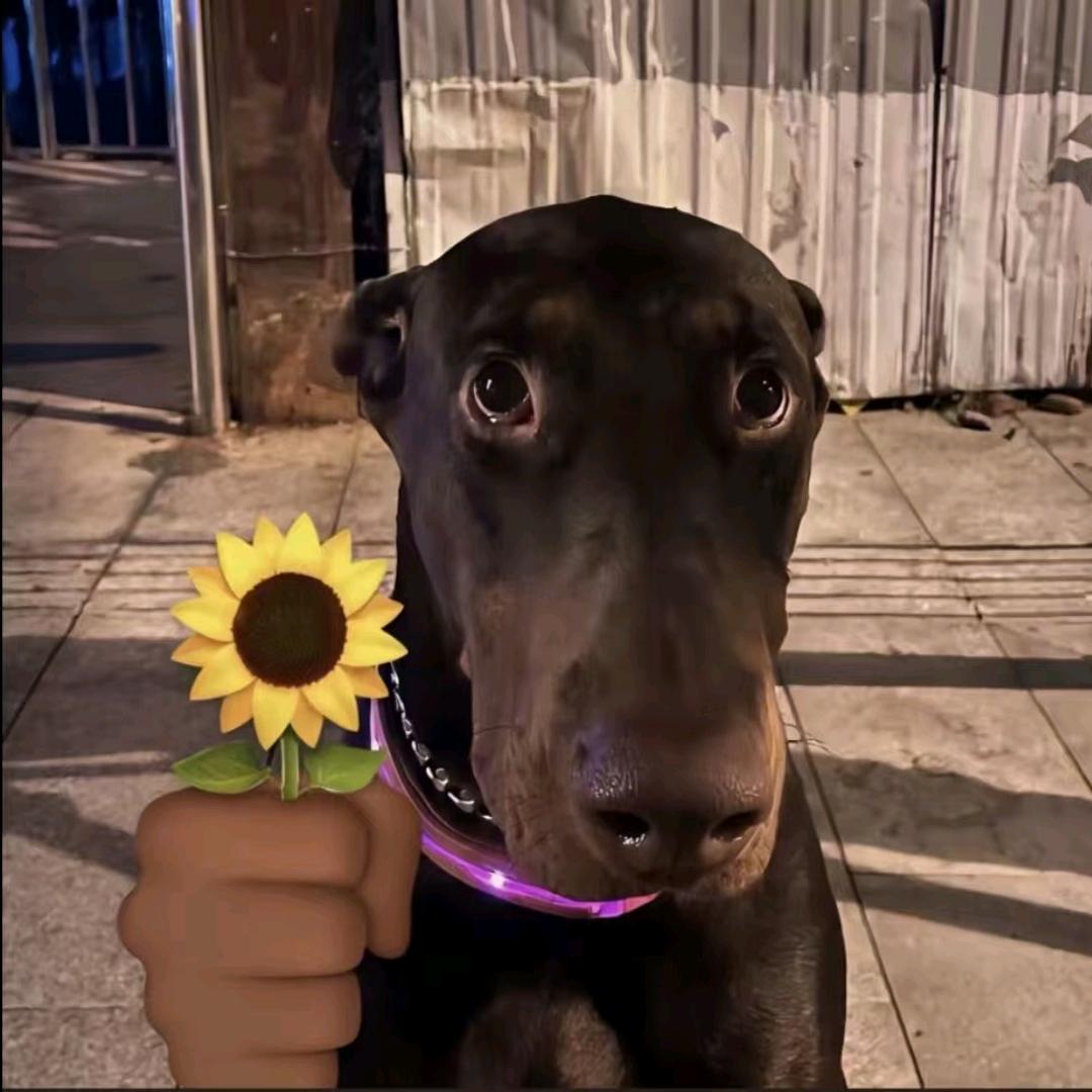 泪水打湿小雅迪发誓要开大奥迪