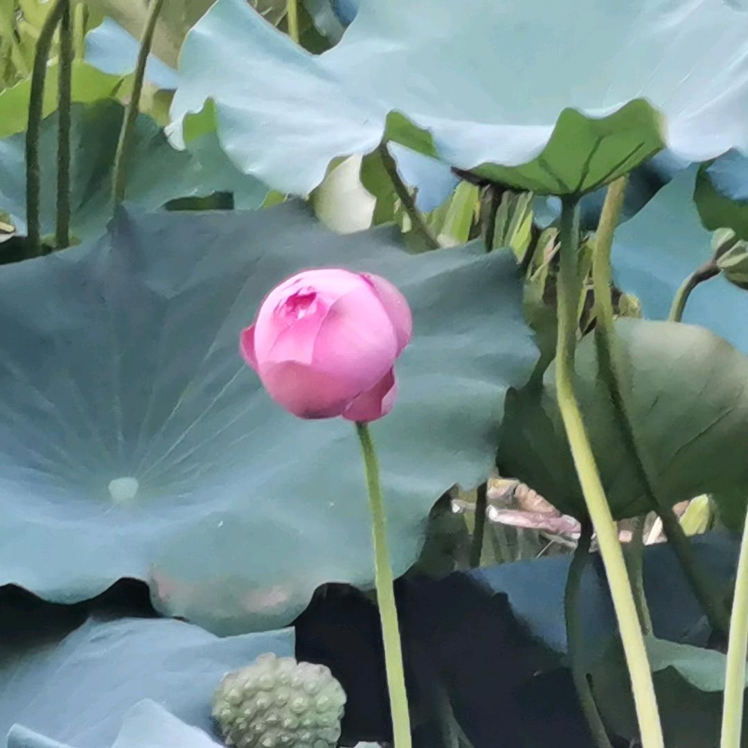 青青陌上桑头像