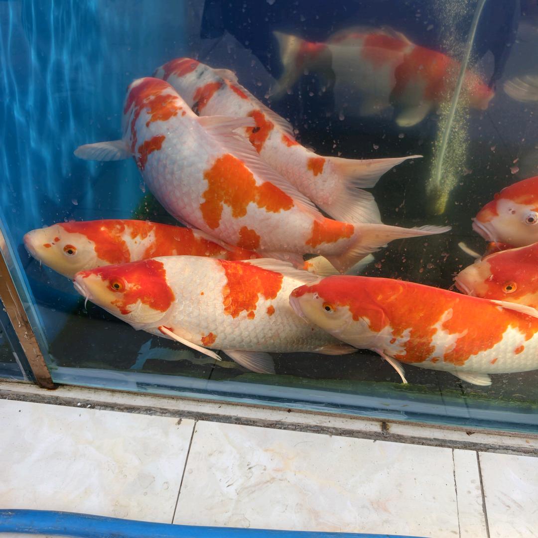 龙心