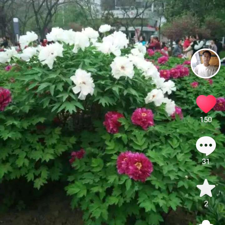 桃花园早上六点开