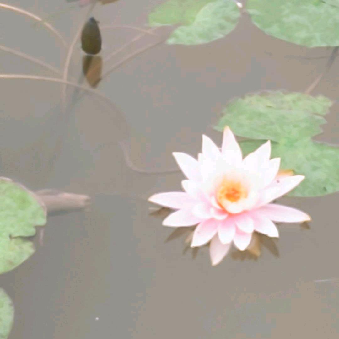 米🌸糖🍬