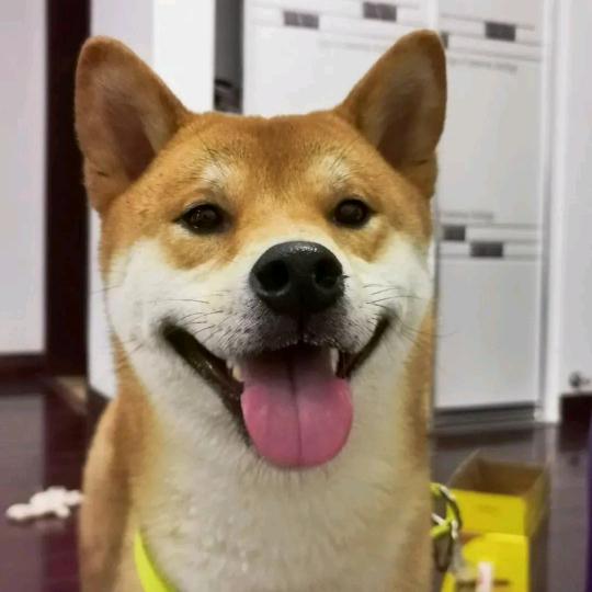 老司机