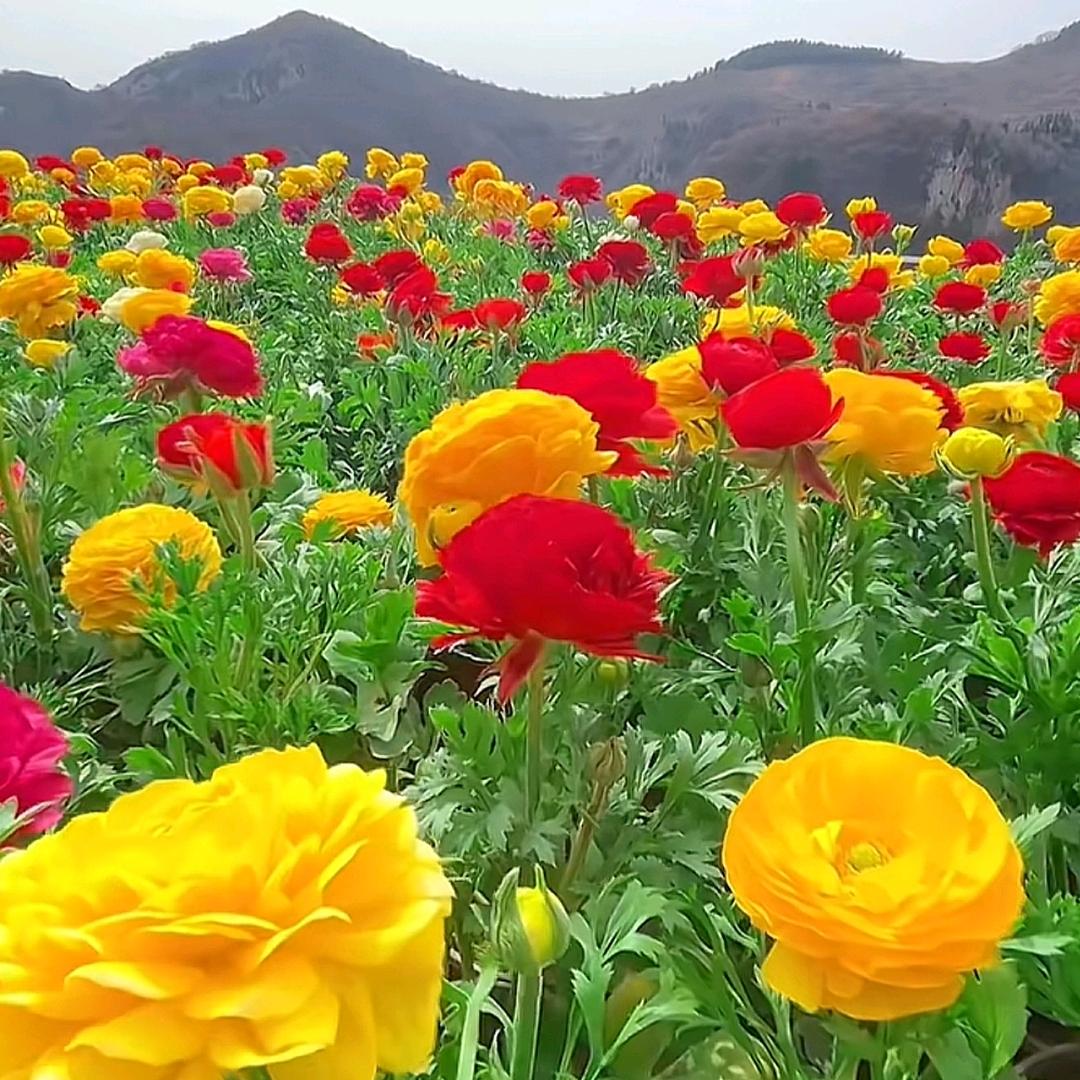 你开心！我快乐。