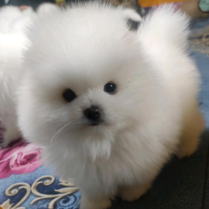 小玛卡