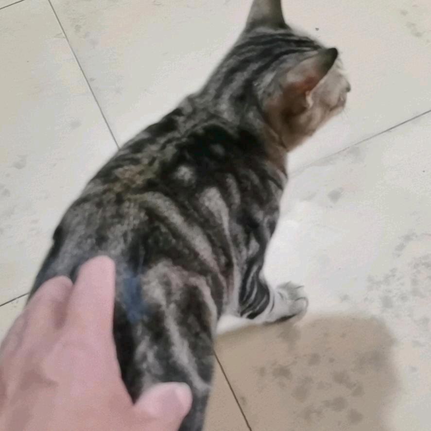 陈队