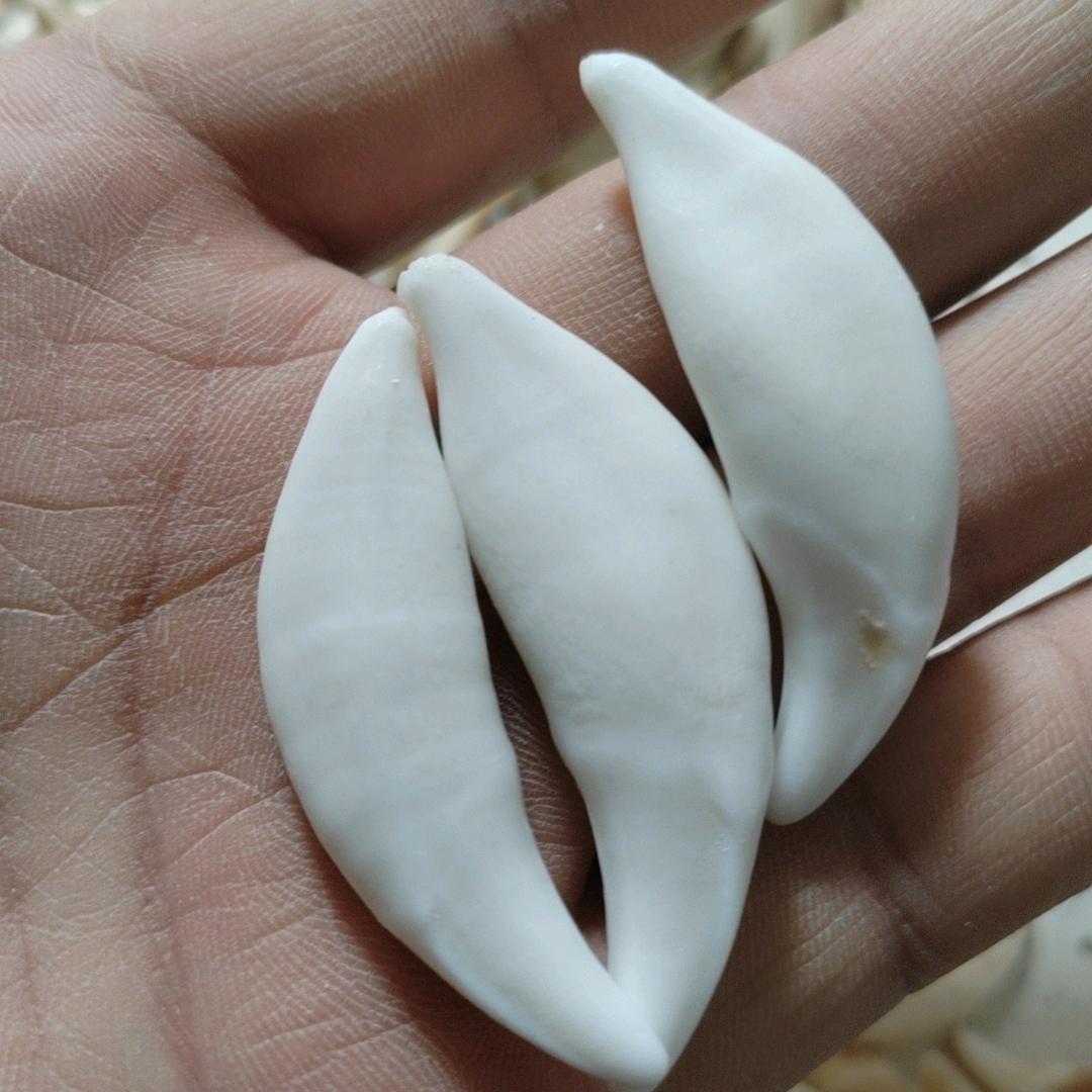 普陀黑狗牙