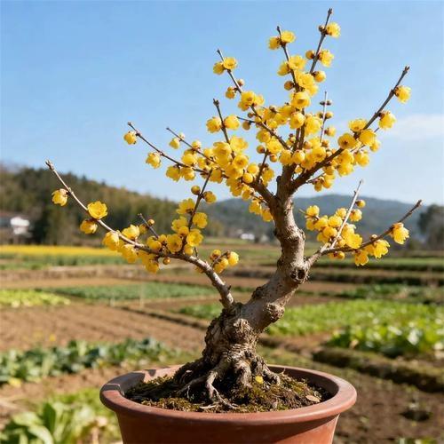 凡凡花卉腊梅绿植盆景精选店