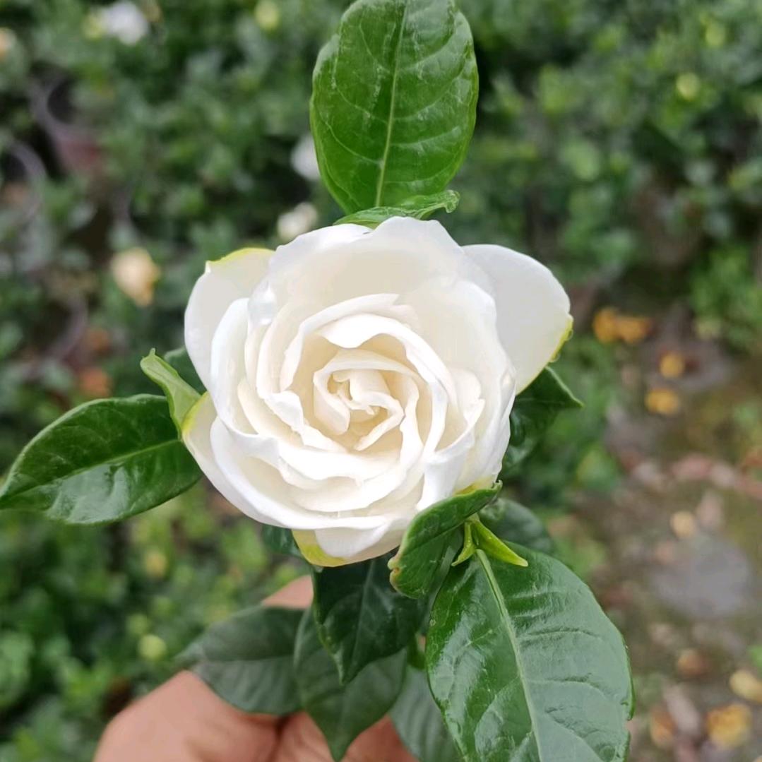 饶氏兰园花之角