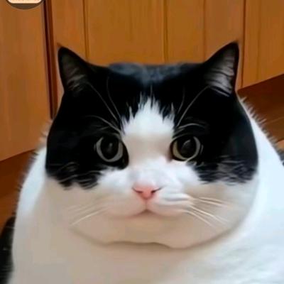 💞ꦿ᭄ღ青州农机᭄ཽ࿆💞🐱