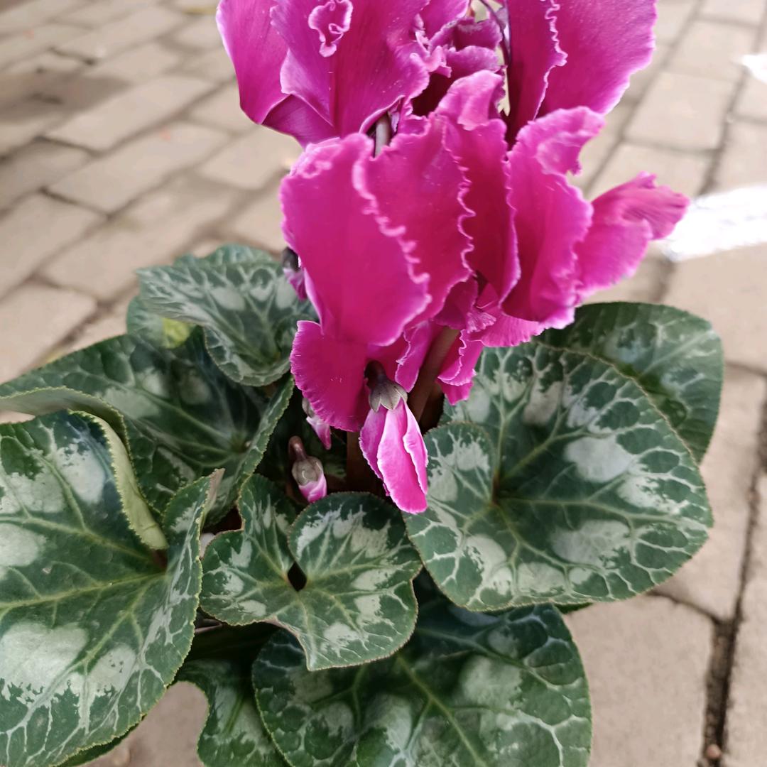 淡看一切💔💞