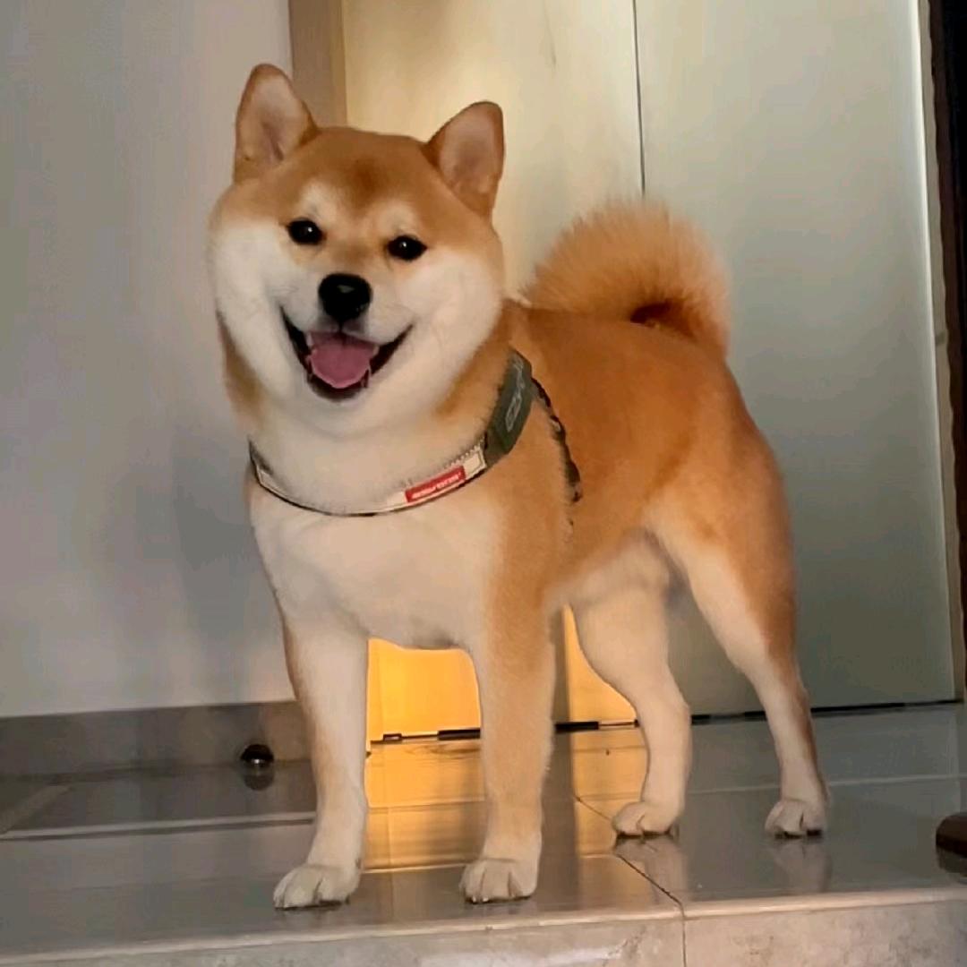 壮壮小八嘎