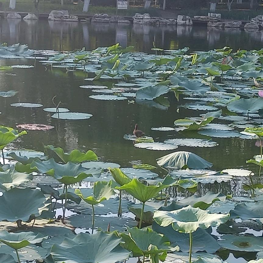 随便头像