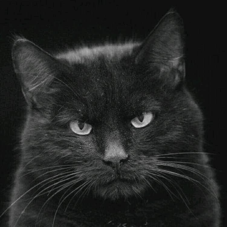 黑猫忍者