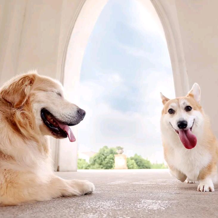 萌宠家庭繁育可接宠物寄养