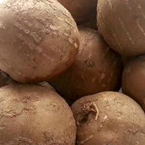 罗汉参香芋种子高价回收代卖种子回收精品果