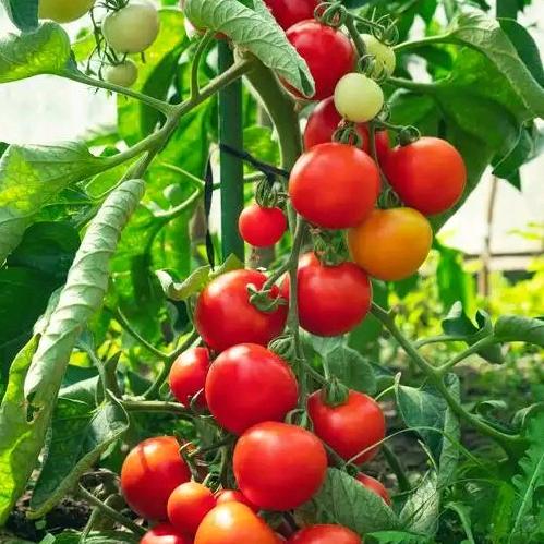 农业人终身伴侣