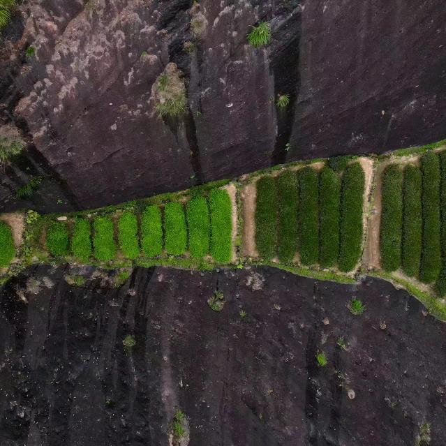 天心茶宝