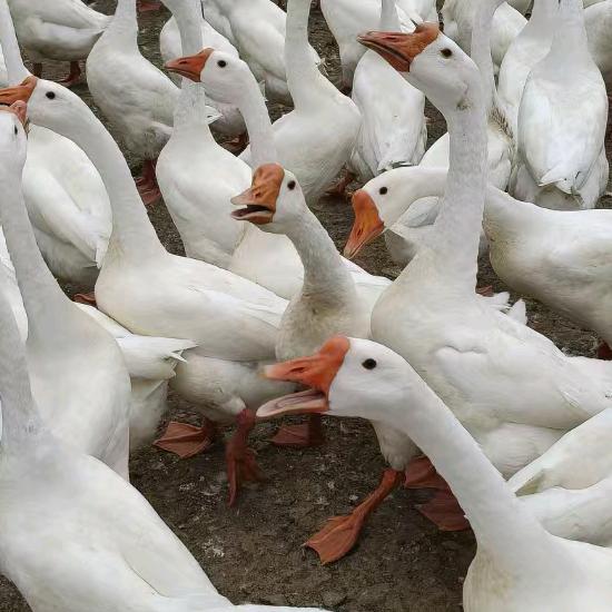 浙东鹅苗汪姐（专注浙东鹅）