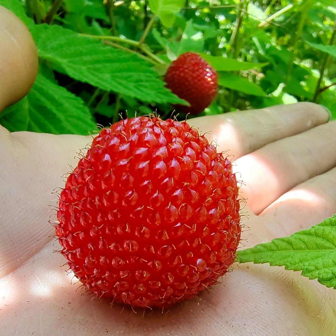 香菜日记🌿