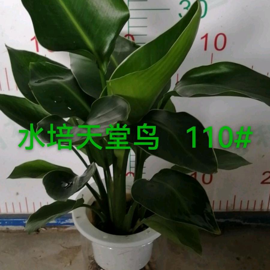 水培园艺老骆花木场