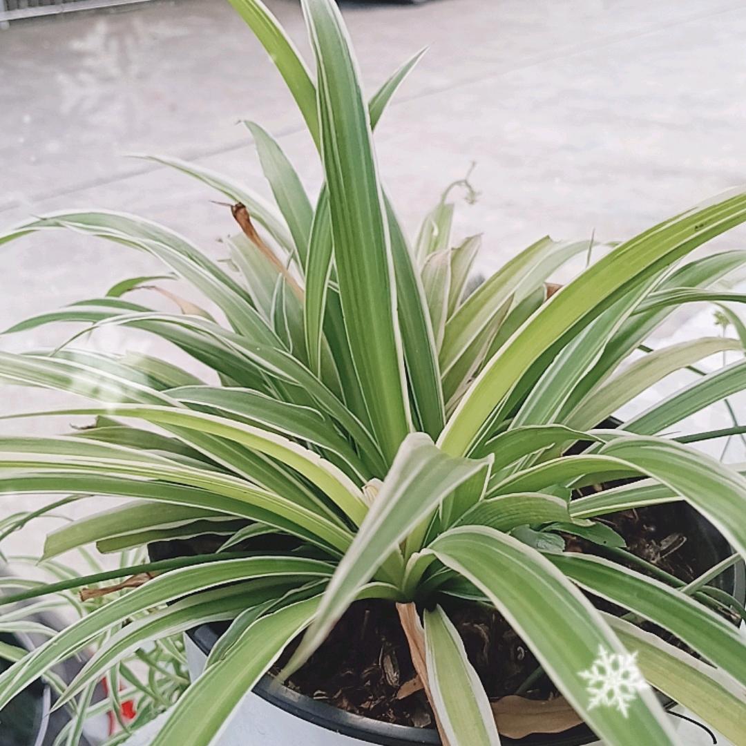 。对门有我意中人