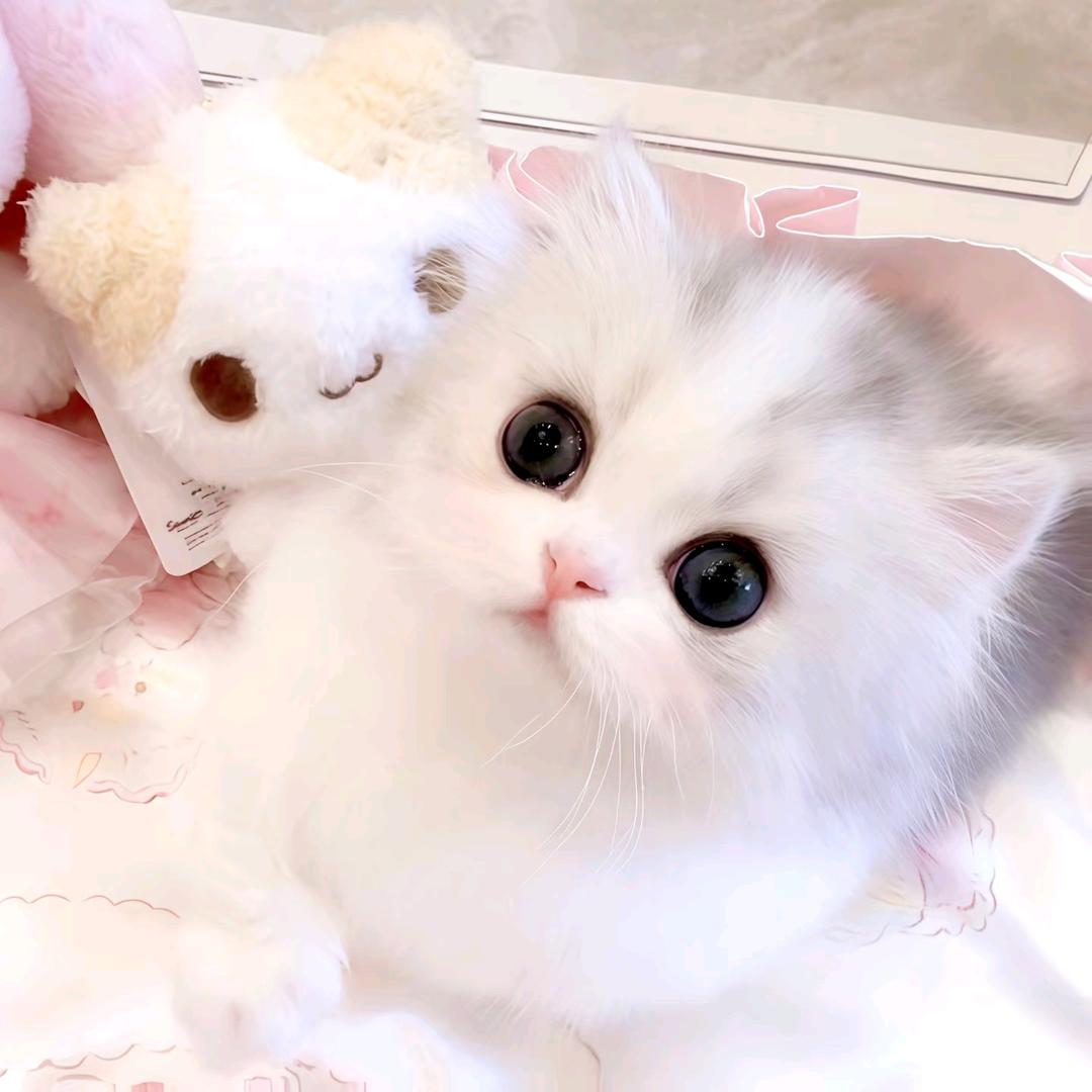 白露为霜