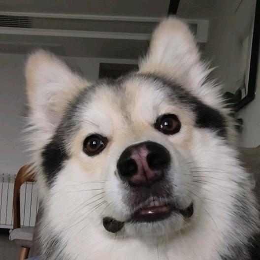 阿拉斯基赵肉包