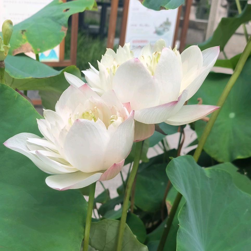 岁月静好🌹