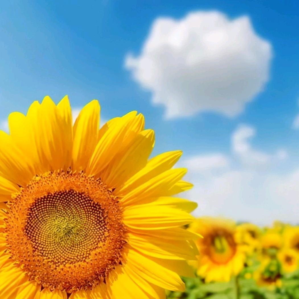 开心就好🌻🌻🌻