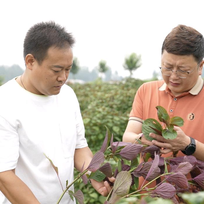 新野县禾木花陂家庭农场