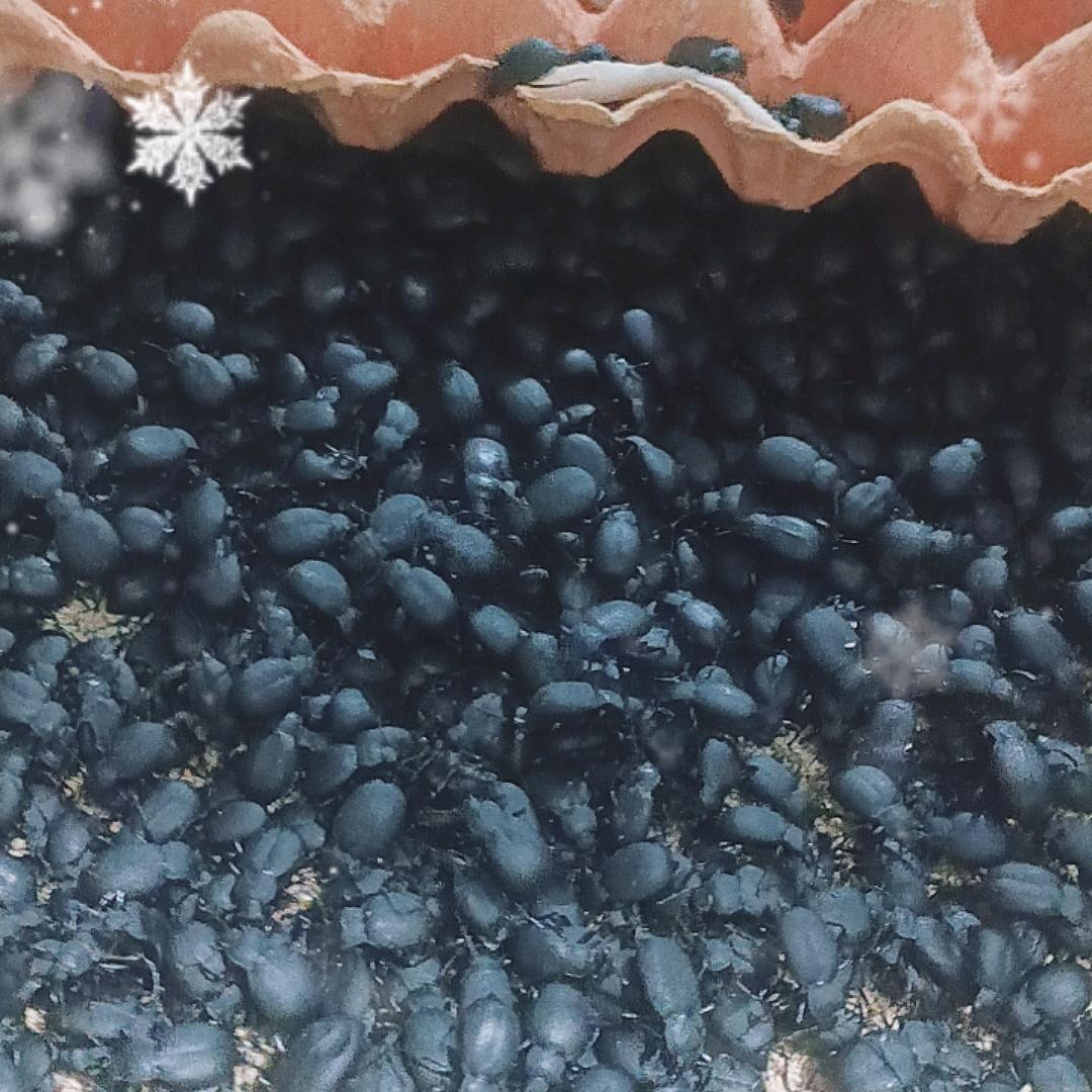 喙尾琵琶甲养殖基地