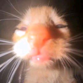 桐桐控