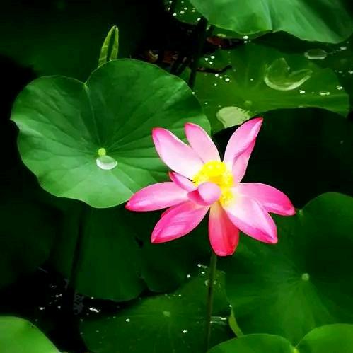 雨荷《拒绝私信》