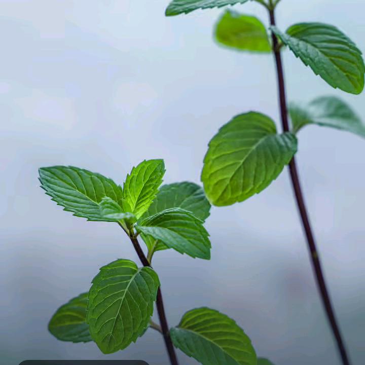 只管努力，剩下的交给天意