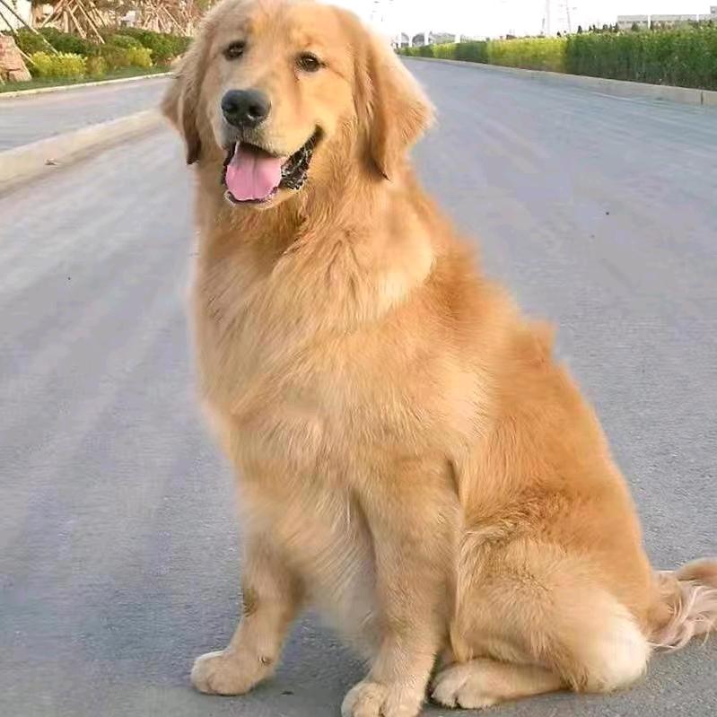 麦小狗