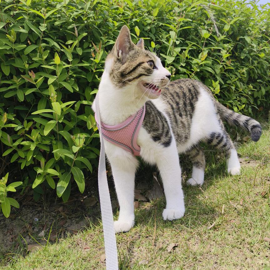 河西走廊