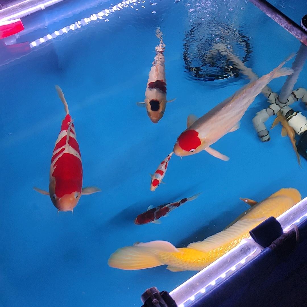 叶落