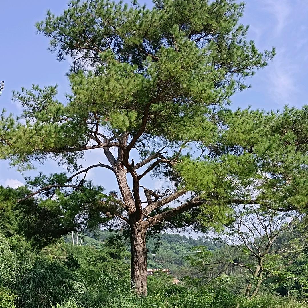 情归何处